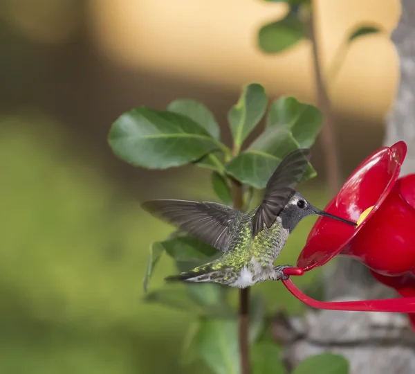 Rubí hembra Colibrí garganta ((archilochus colubris)) comiendo — Foto de Stock