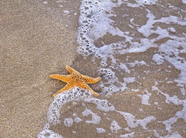 Deniz yıldızı ıslak kum plajındaki — Stok fotoğraf