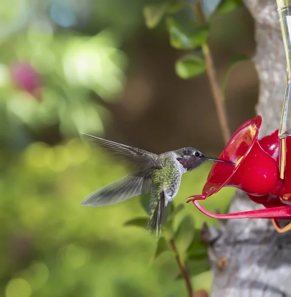 Hummingbird flying towards feeder