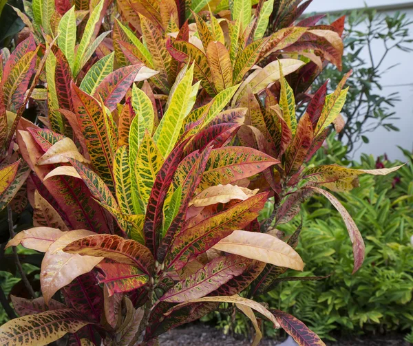 Krotón rostlina (Codiaeum různobarvá) — Stock fotografie