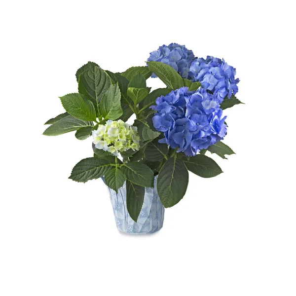 Blue Hortensia (Hydrangea) on white background — Stock Photo, Image