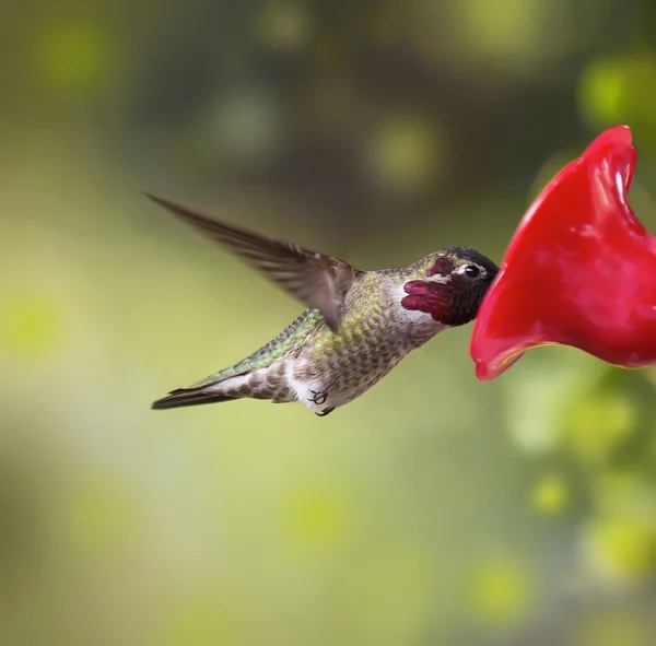 Ruby Throated Hummingbird hane äter från feeder — Stockfoto
