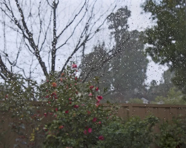 Chuva de primavera no jardim — Fotografia de Stock