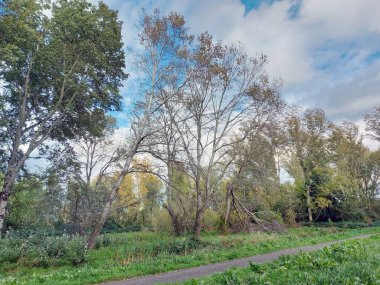 Hollanda 'daki Nieuwerkerk aan den ijssel' de sonbahar mevsiminde Hitland parkının üzerindeki gökyüzünde beyaz kümülüs bulutları