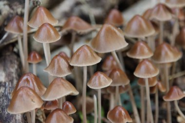 Ormanda kahverengi uçlu psathyrella conopilus mantarı
