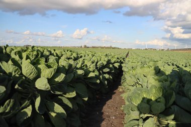 Hollanda 'daki Zevenhuizen' de Brüksel lahanası dolu tarlalar