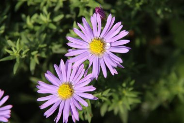 Aster Dumosus 'Mavili Kadın' Nieuwerkerk aan den IJssel sokaklarında yağmur damlalarıyla