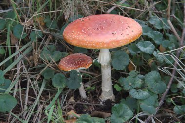 Reeuwijkse Hout Ormanı 'nda sonbahar sezonu boyunca Amanita Muscaria veya Amanita' da uçmak.