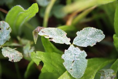 Hollanda 'daki Nieuwerkerk aan den Ijssel' deki sabah çiğ tanesinden yaprak ve kamış üzerindeki su damlaları.