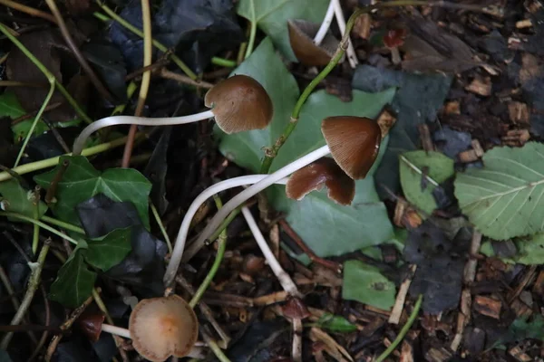 森の中に茶色の尖った頭を持つPathyrella Conopilus真菌 — ストック写真