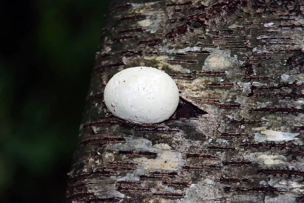 Birkenpolypore Birkenklammer Oder Rasierstreifen Einer Birke Die Das Ende Dieses — Stockfoto