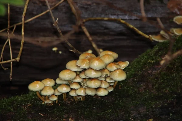 Reeuwijkse Hout Ormanı Nda Bulunan Sülfür Tüyü Mantarı Diğer Adıyla — Stok fotoğraf