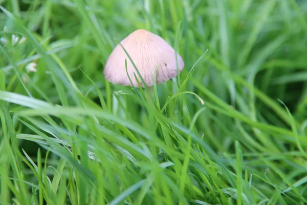 オランダの秋の季節の間に草の中のシャギーインクキャップや弁護士ウィッグ コプリノス カマス 一般的な真菌 — ストック写真