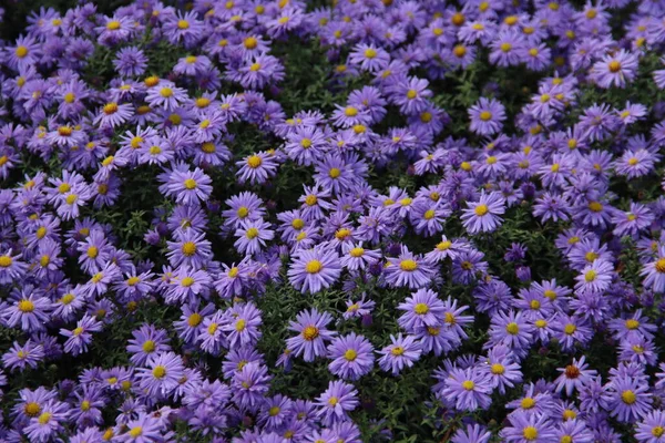 Aster Dumosus 'Mavili Kadın' Nieuwerkerk aan den IJssel sokaklarında yağmur damlalarıyla