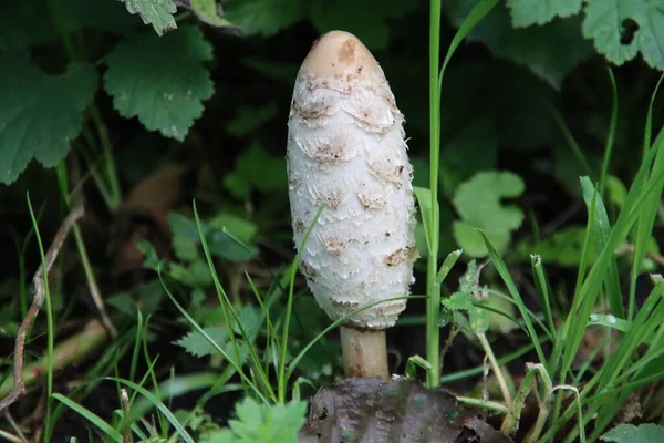 shaggy ink cap or lawyers wig (Coprinus comatus) common fungus in the grass during the autumn season in the Neterlands