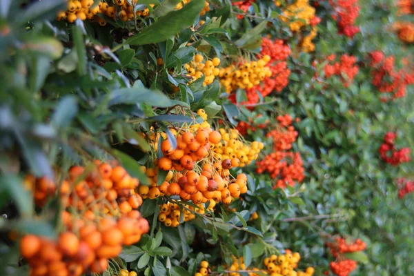 Rode Oranje Bessen Duindoorn Het Najaar — Stockfoto