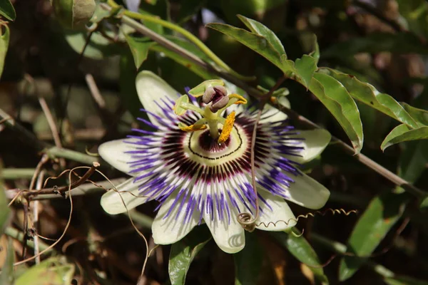 Blütenkopf Der Lila Weißen Und Blauen Passionsblume Oder Passiflora Garten — Stockfoto