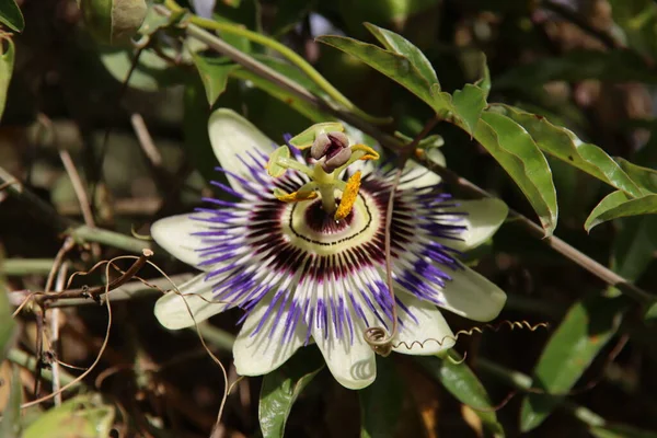 Mor Beyaz Mavi Çarkıfelek Çiçeğinin Bir Bahçedeki Passifloranın Başlığı — Stok fotoğraf