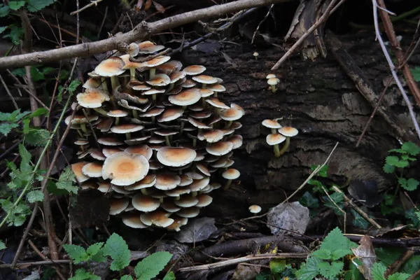 Cogumelo Tufo Enxofre Também Conhecido Como Hypholoma Fasciculare Nas Terras — Fotografia de Stock