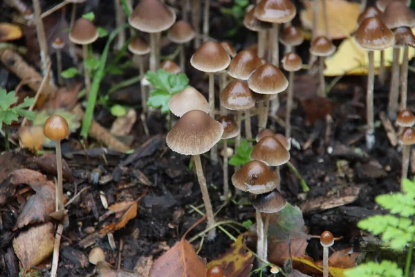 Hongos Psathyrella Conopilus Con Cabeza Puntiaguda Marrón Bosque — Foto de Stock