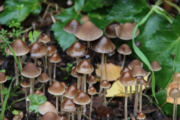 Hongos Psathyrella Conopilus Con Cabeza Puntiaguda Marrón Bosque — Foto de Stock