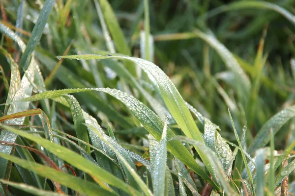 Gocce Acqua Sulle Foglie Canne Provenienti Dalla Rugiada Del Mattino — Foto Stock