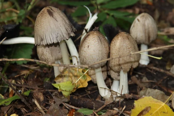 shaggy ink cap or lawyers wig (Coprinus comatus) common fungus in the grass during the autumn season in the Neterlands