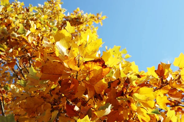 Κίτρινα Φύλλα Της Σημύδας Κατά Διάρκεια Του Φθινοπώρου Μπλε Ουρανό — Φωτογραφία Αρχείου