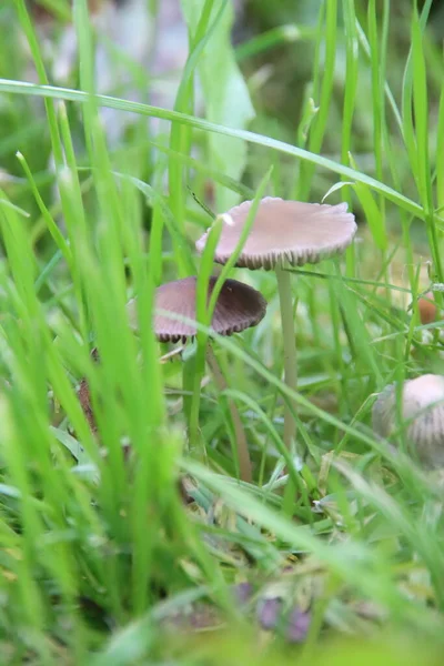 Shaggy Inkt Cap Advocaten Pruik Coprinus Comatus Gemeenschappelijke Schimmel Het — Stockfoto