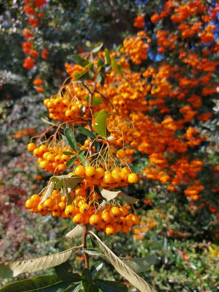 Červené Oranžové Bobule Rakytníku Během Podzimní Sezóny — Stock fotografie