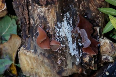 Auricularia auricula-judae veya Musevi Kulağı Jöle Kulağı veya Judus 'un kulağı Capelle' in botanik bahçesindeki bir ağaç gövdesi.