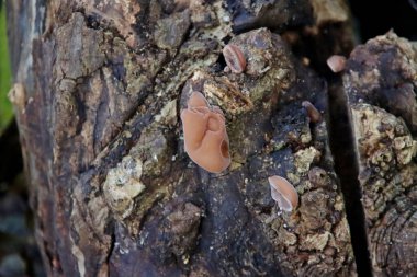 Auricularia auricula-judae veya Musevi Kulağı Jöle Kulağı veya Judus 'un kulağı Capelle' in botanik bahçesindeki bir ağaç gövdesi.