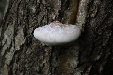 Fomitopsis betulina huş ağacı poliporu, huş ağacı braketi ya da ustura kırpması olarak bilinir.