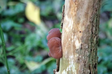Auricularia auricula-judae veya Musevi Kulağı Jöle Kulağı veya Judus 'un kulağı Capelle' in botanik bahçesindeki bir ağaç gövdesi.