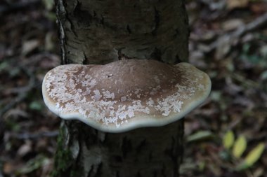 Fomitopsis betulina huş ağacı poliporu, huş ağacı braketi ya da ustura kırpması olarak bilinir.