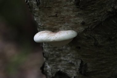 Fomitopsis betulina huş ağacı poliporu, huş ağacı braketi ya da ustura kırpması olarak bilinir.