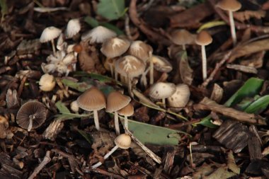 Sonbahar boyunca botanik bahçesindeki Mycena inclinata ya da Clustered Bonnet