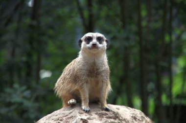 Hollanda, Ren 'deki Ouwehands Dierenpark' ta bir taşın üzerinde Meerkat oturuyor.
