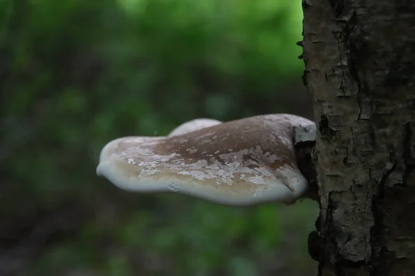 Fomitopsis Betulina Communément Appelé Polypore Bouleau Support Bouleau Strop Rasoir — Photo