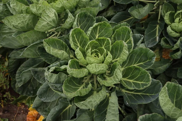 Plantas Verdes Con Brotes Bruselas Una Tierra Cultivo Zevenhuizen Países — Foto de Stock