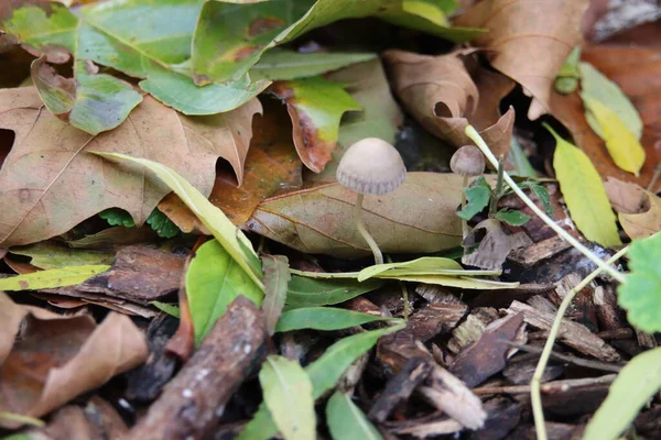 Mycena Inclinata Bonnet Agregado Jardim Botânico Durante Outono — Fotografia de Stock