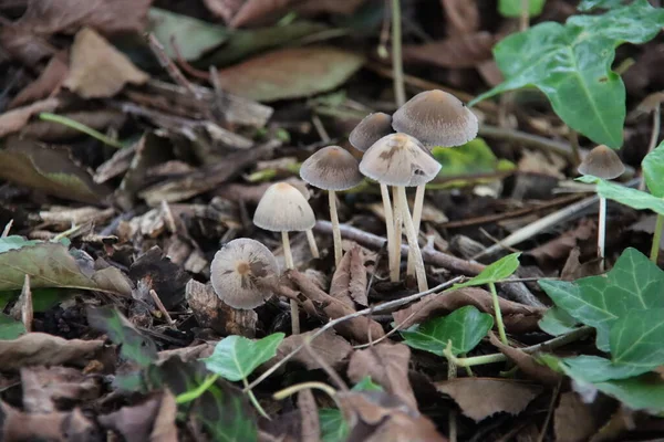 Sonbahar Boyunca Botanik Bahçesindeki Mycena Inclinata Clustered Bonnet — Stok fotoğraf