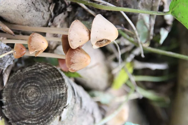 Mycena Inclinata Vagy Clustered Bonnet Egy Botanikus Kertben Ősszel — Stock Fotó