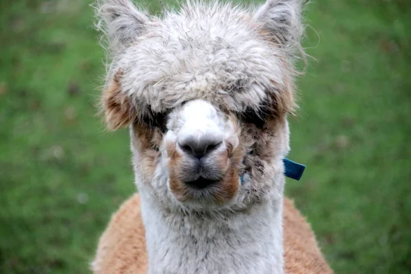 Alpaca Lama Däggdjur Äng Sällskapsdjur Zoo Moordrecht Nederländerna — Stockfoto