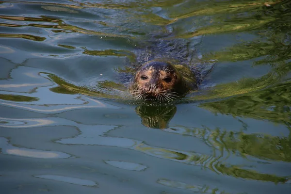 Společný Tuleň Plavání Vodě Ouwehands Dierenpark Nizozemsku — Stock fotografie