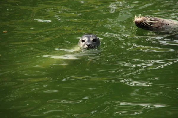 Gewone Zeehond Zwemmen Het Water Van Het Ouwehands Dierenpark Nederland — Stockfoto