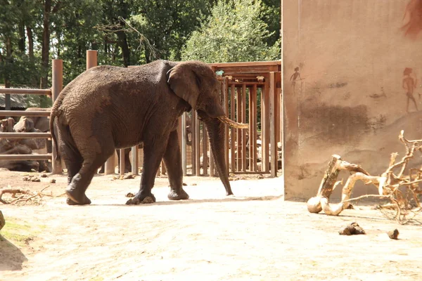 African Elephant One Teeth Outer Cage Ouwehand Dierenpark Netherlands — Stock Photo, Image