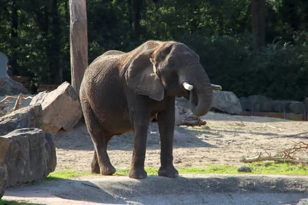 Африканский Слон Внешней Клетке Ouwehands Dierenpark Рейнене Нидерланды — стоковое фото