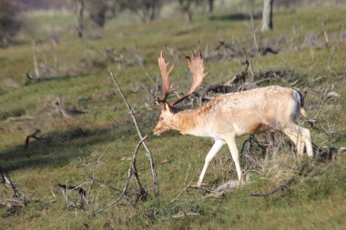 Hollanda 'nın renkli sonbaharı boyunca, Amsterdamse' de vahşi doğada karaca avlamak.