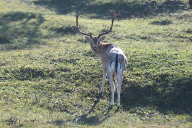 Hollanda 'nın renkli sonbaharı boyunca, Amsterdamse' de vahşi doğada karaca avlamak.